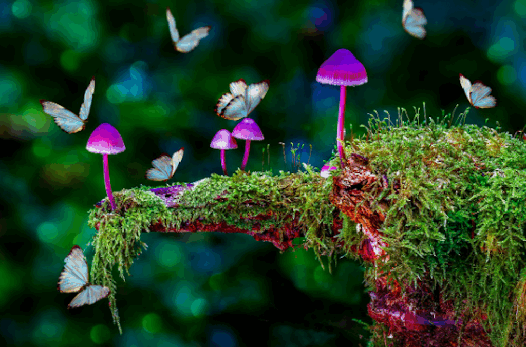 Psychedelischen Retreats San Hilda Magazin Julia Fischer